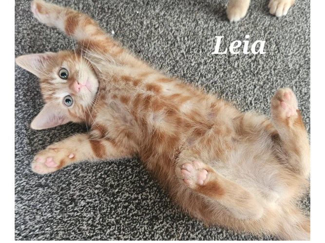 LEIA