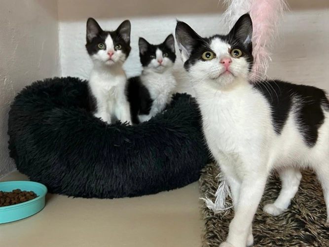 Midsummer Nights Dream Gang (kittens)