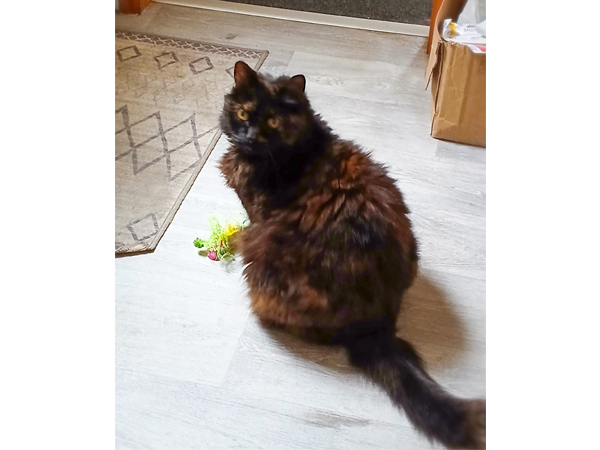 Scruffy — Domestic Cat