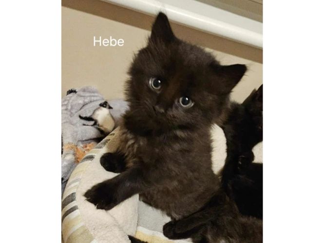 Hebe