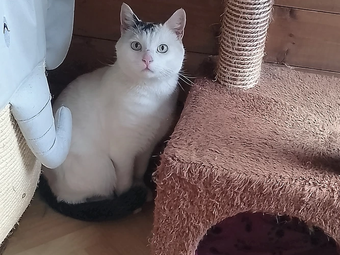 Kitty