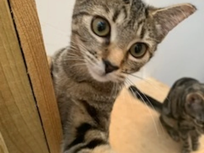 Monty
