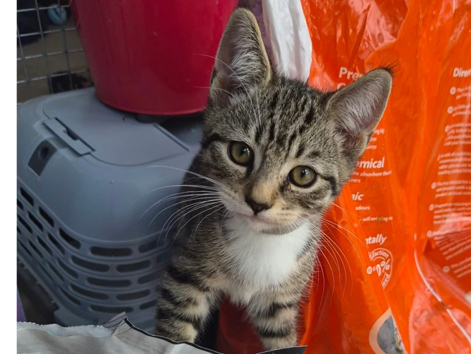 Milo