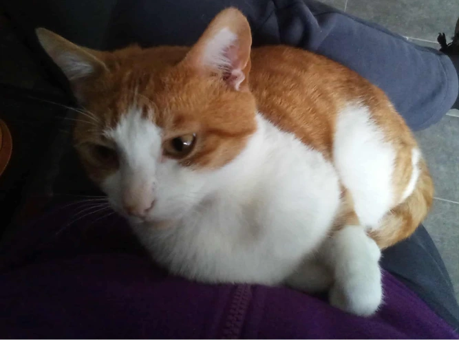 Timothy Marmalade