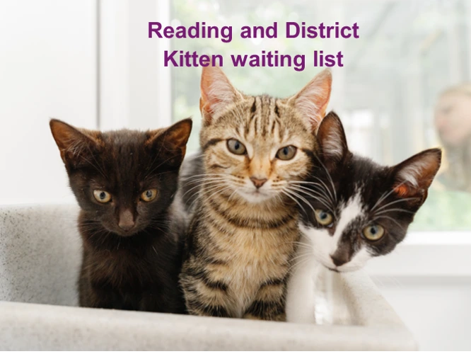 Kitten Waiting List
