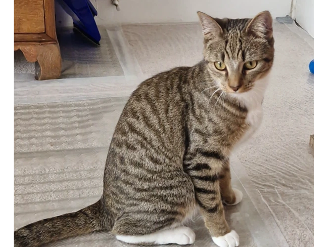 Frankie
