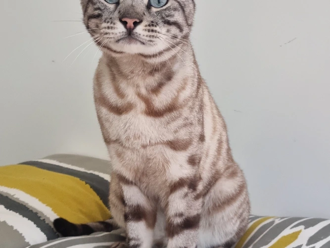 Cats Protection Farnham, Camberley & District Branch