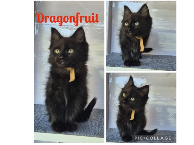 Kitten - Dragonfruit