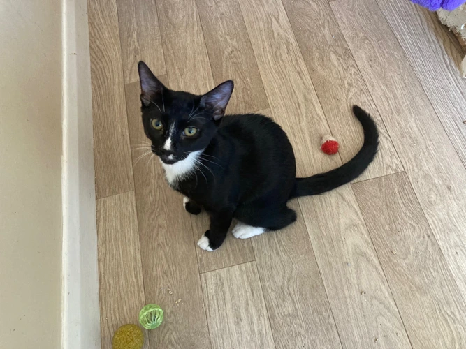 Norbert
