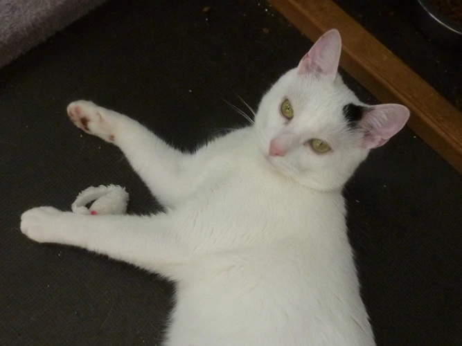 Oscar