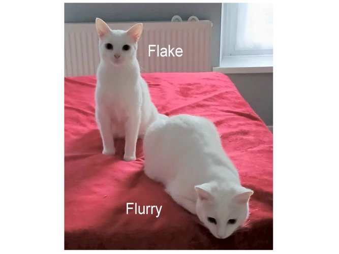 FLURRY & FLAKE