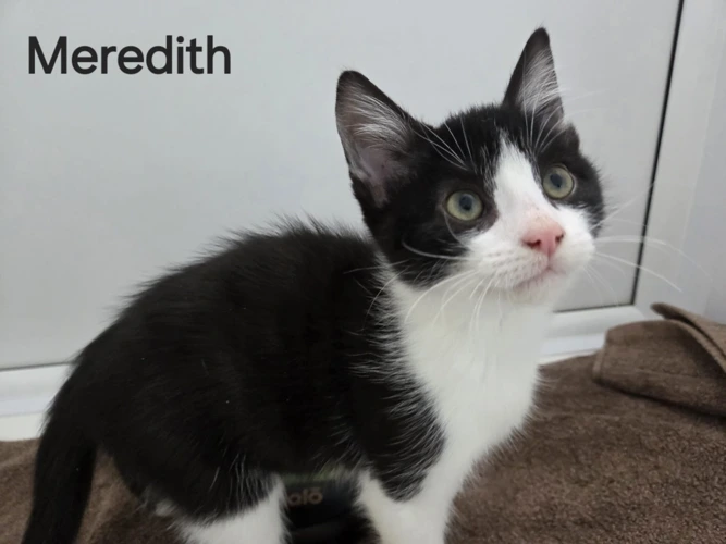 Meredith