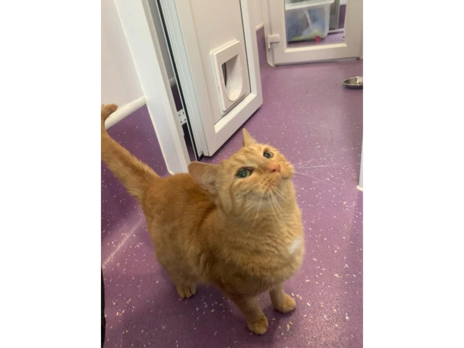 Pat the Cat
