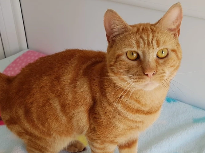 Oscar