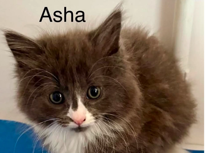 Asha, Una, and Robin