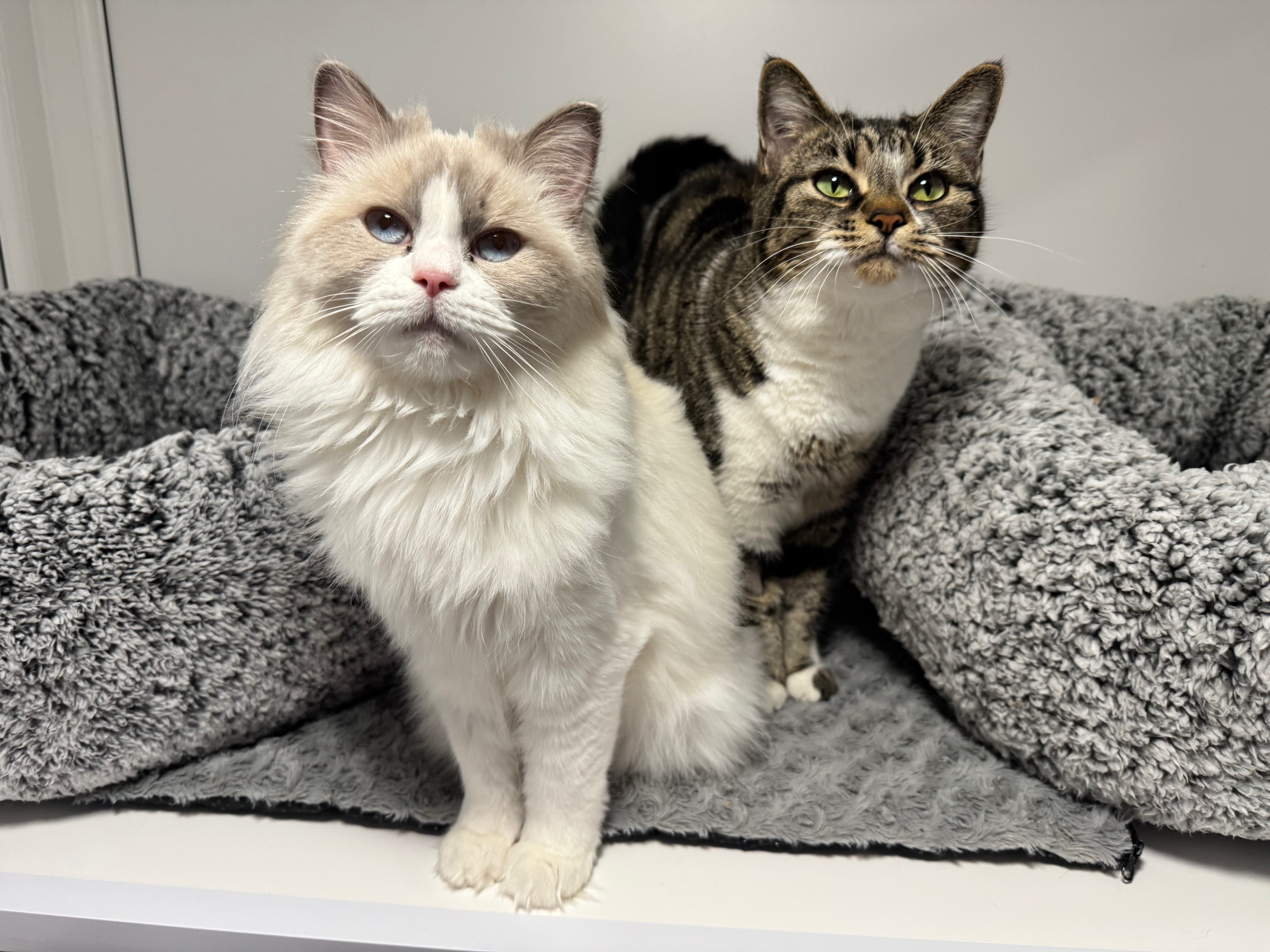 Alice and Arrow — Domestic Cat