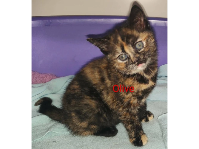 OLIVE