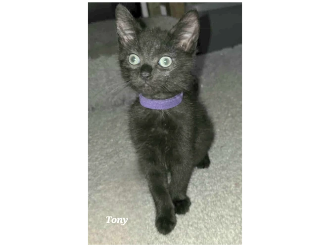 TONY