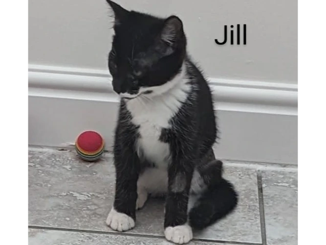Jill