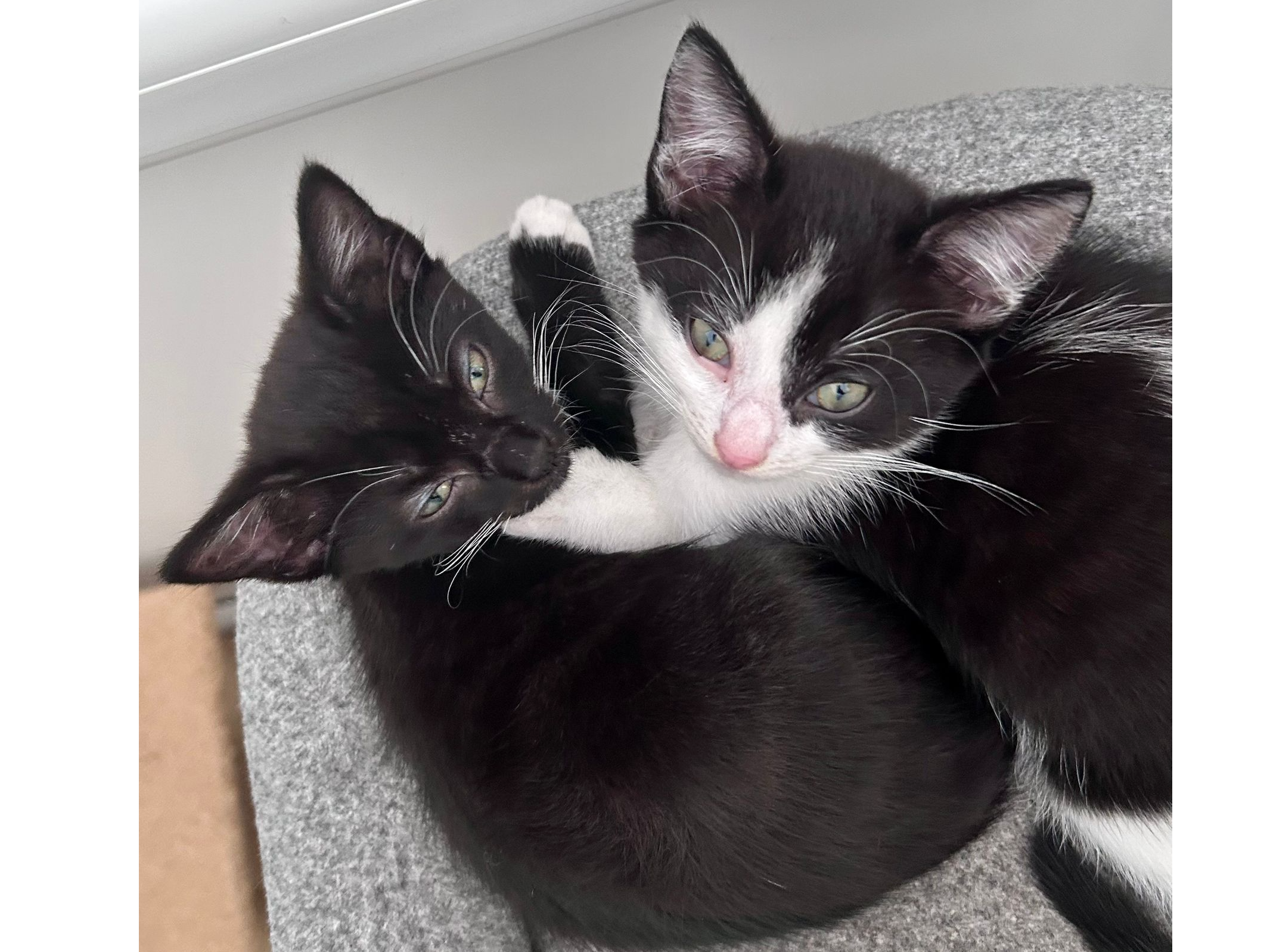 Flash and Tiny — Domestic Cat