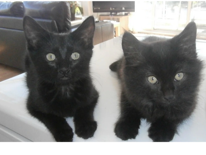 Salem and Harvey
