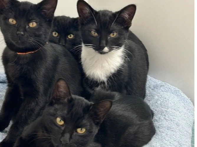 Cats Protection Bracknell & Wokingham Districts Branch