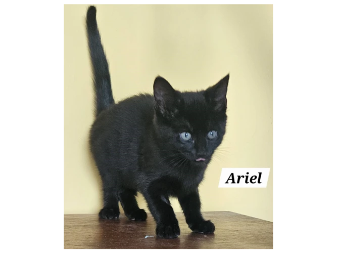ARIEL