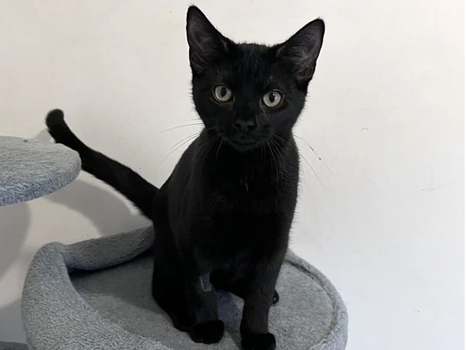 Belle (See also  Beatrice and Brittany)