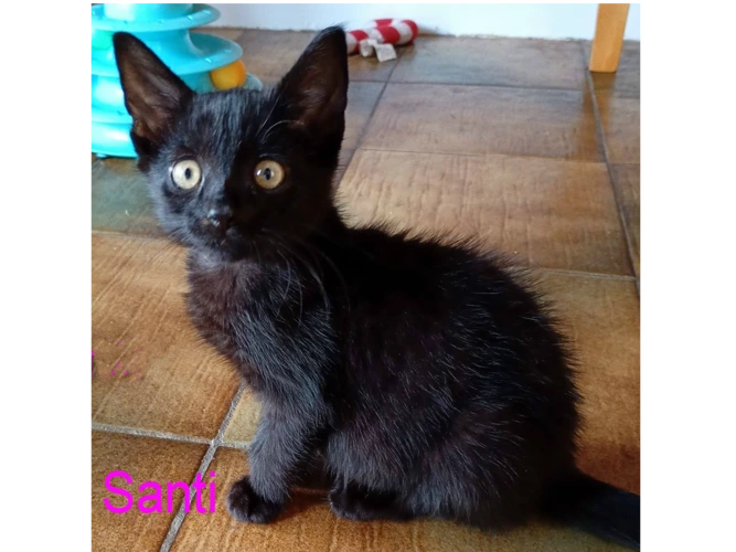 SANTI
