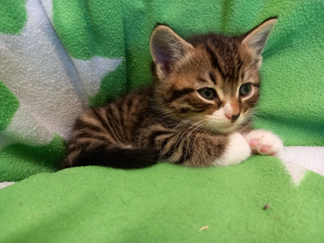 Bronte's kittens