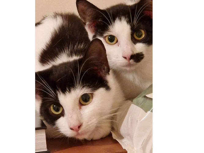 Elsie & Kitty