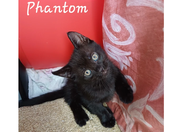 Phantom