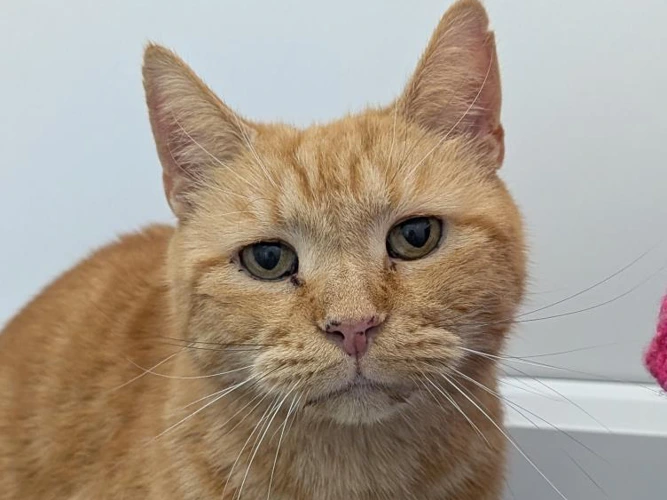 Ginger Joe