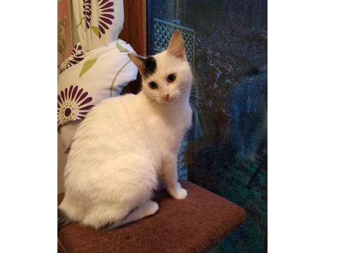 Daisy Mae