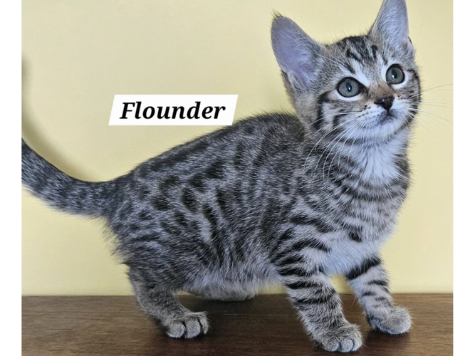 FLOUNDER