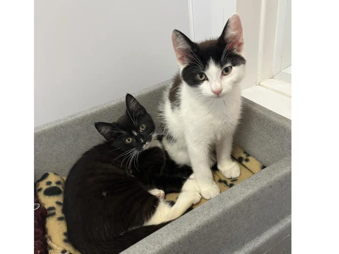 Slinky and Rex