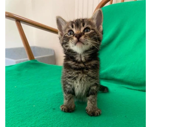 Juno