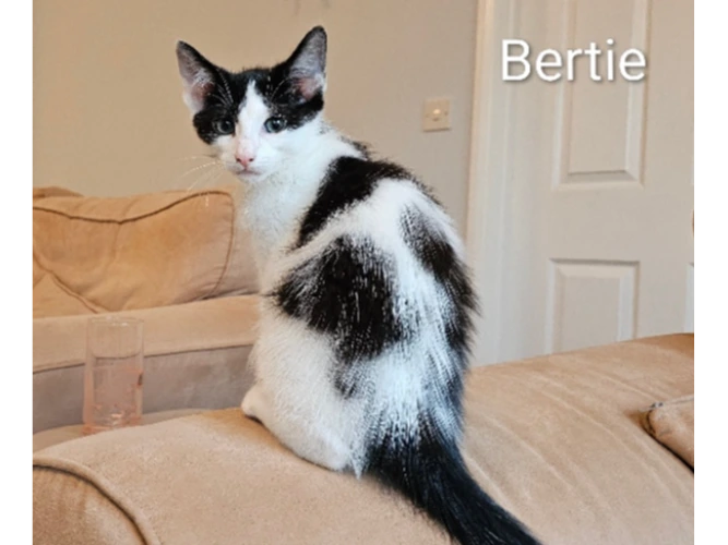 Bertie