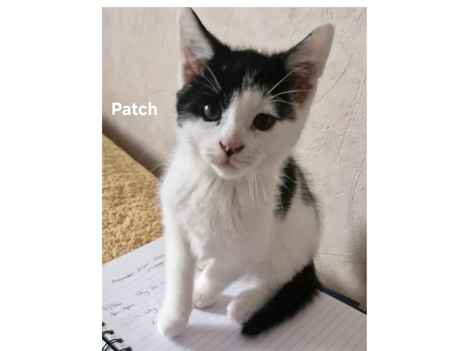 PATCH
