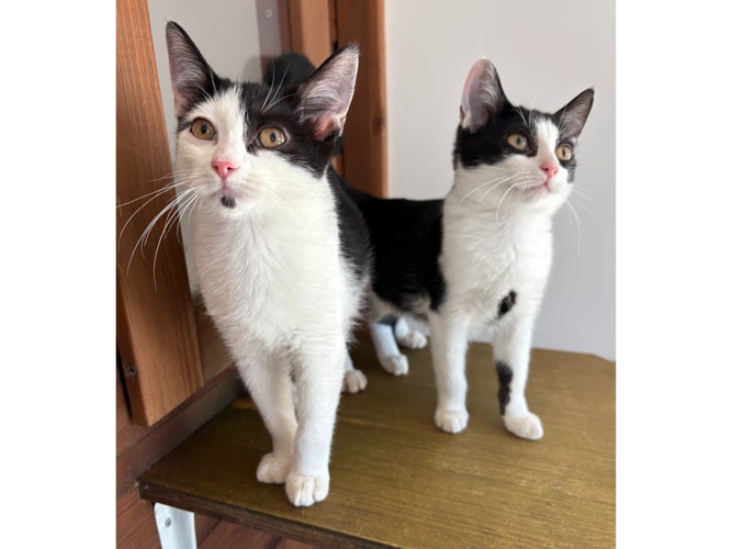 PLUTO & PEPPER
