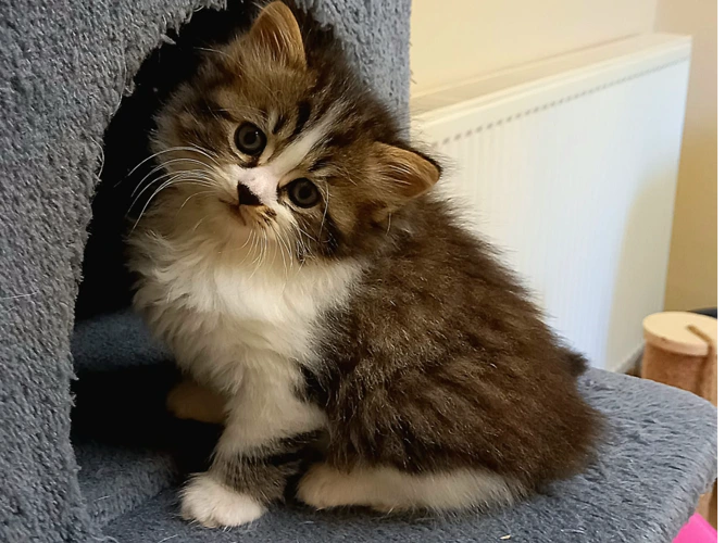 Bronte's kittens