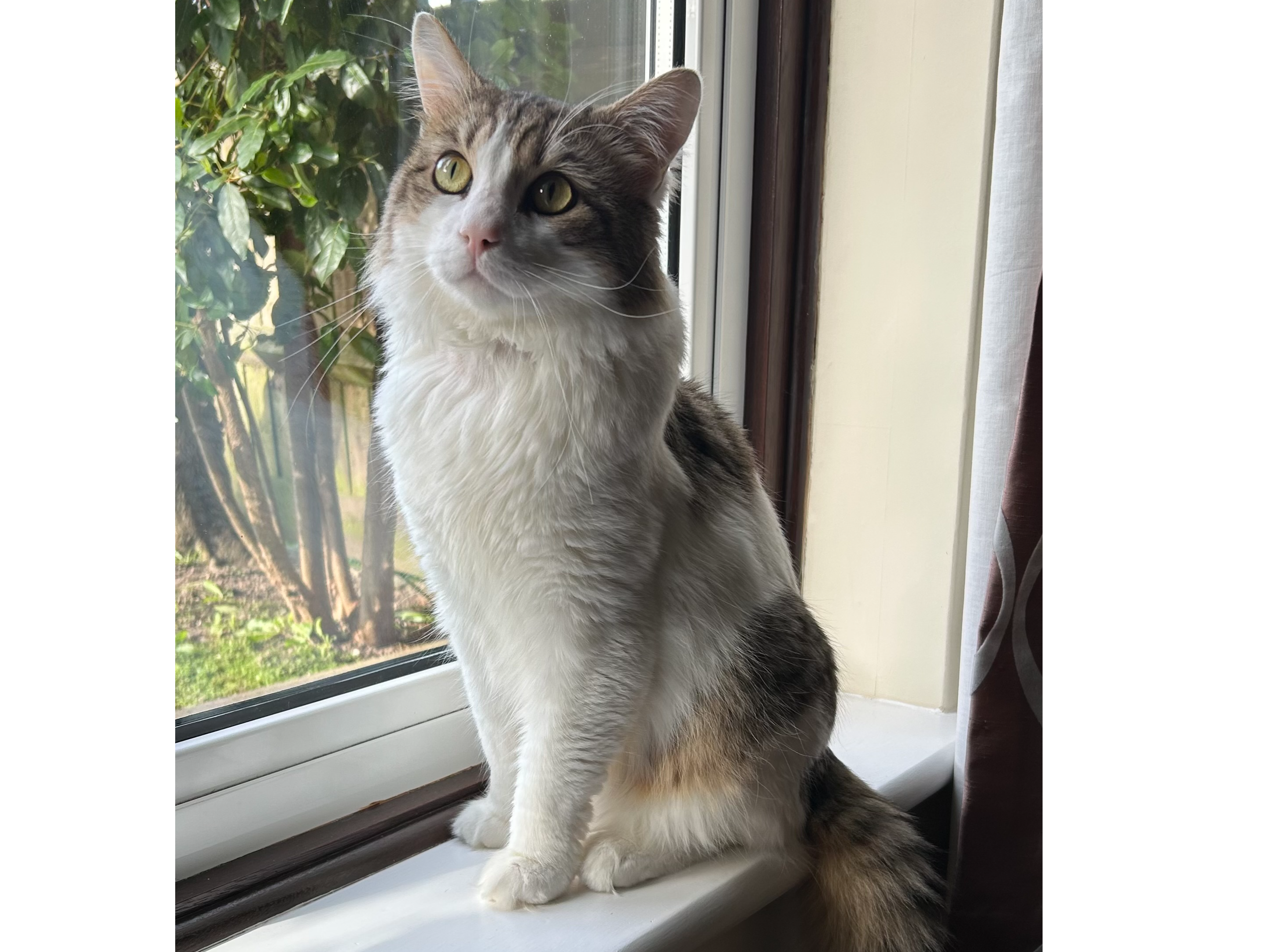 Turbo — Domestic Cat