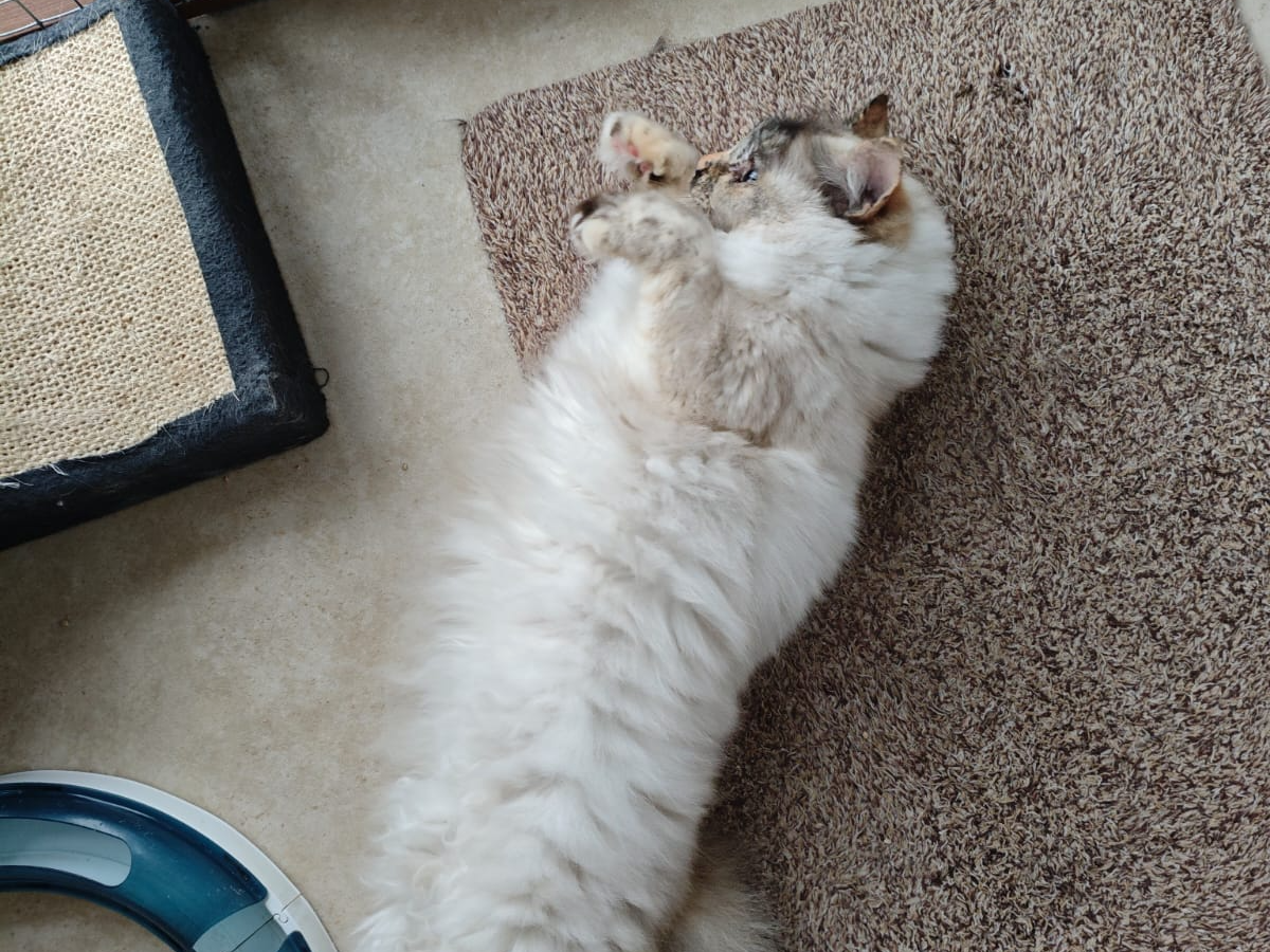 Molly — Domestic Cat