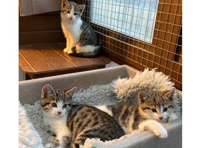 Mitch, Maurice and Mabel — Domestic Cat