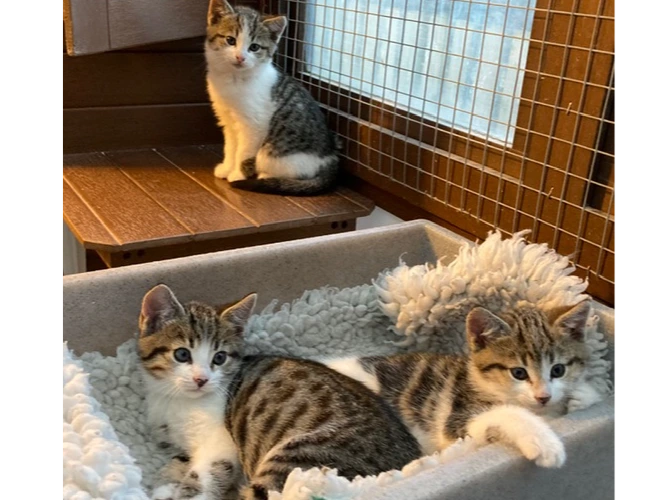 Mitch, Maurice and Mabel