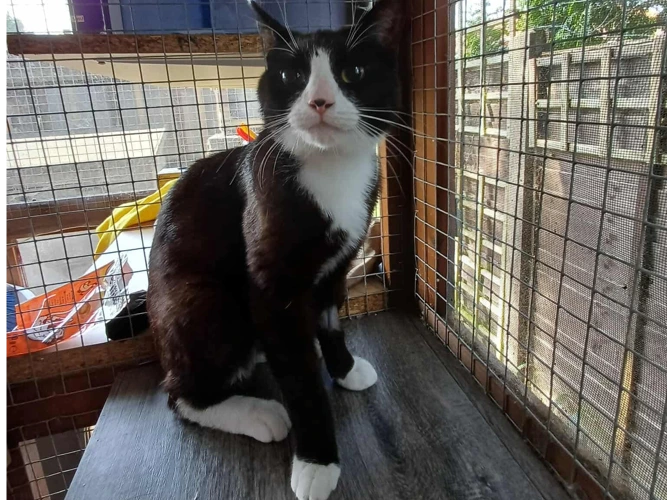 Pip