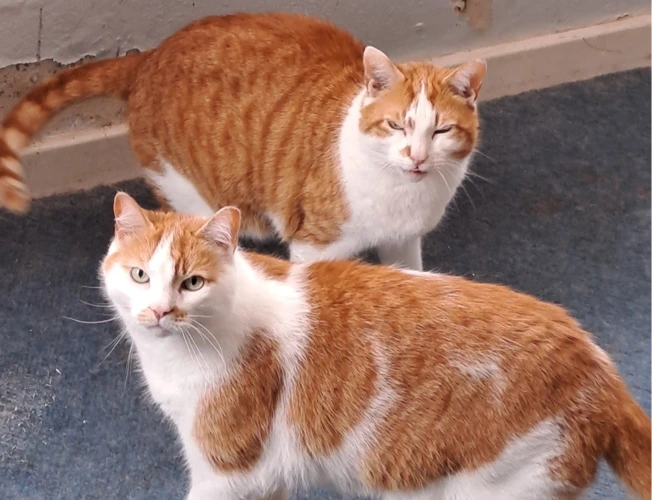 Teddy and Sammy