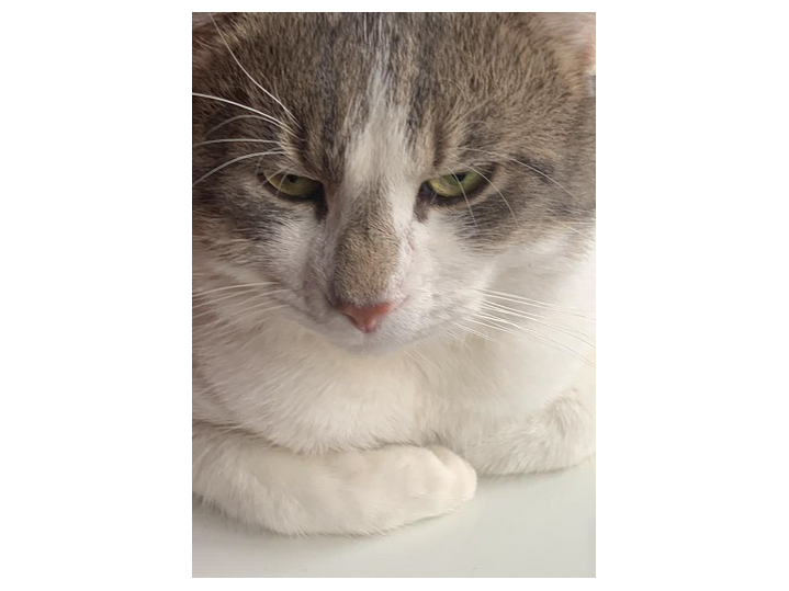 Len — Domestic Cat