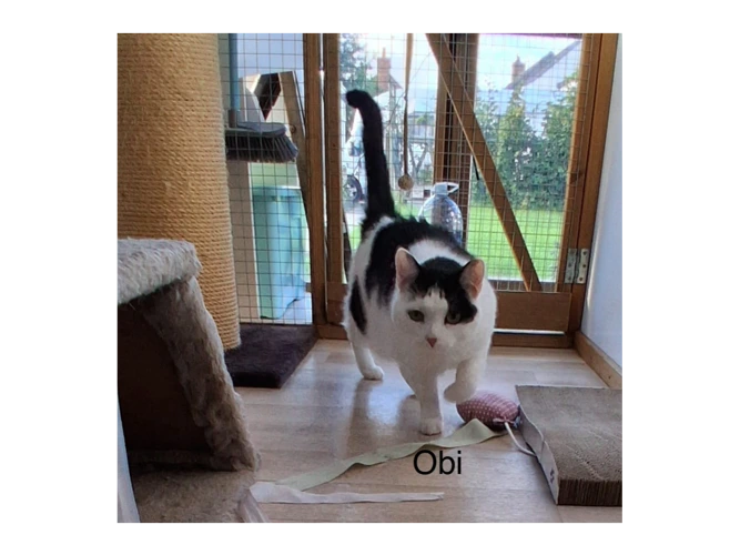 Obi