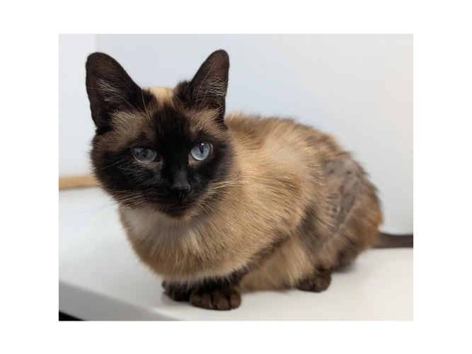 Mia